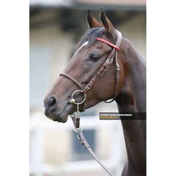 a morning with Treve,Criquette and Alec Head Chantilly,6th oct.2014 ph.Stefano Grasso