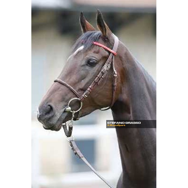 a morning with Treve,Criquette and Alec Head Chantilly,6th oct.2014 ph.Stefano Grasso