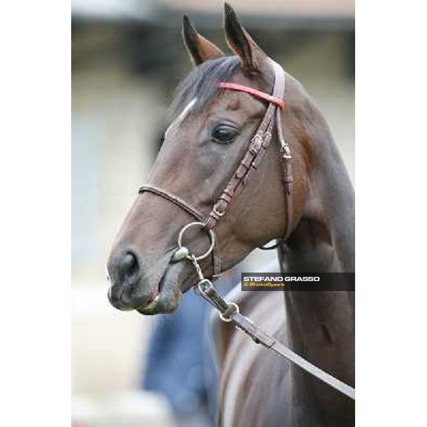 a morning with Treve,Criquette and Alec Head Chantilly,6th oct.2014 ph.Stefano Grasso