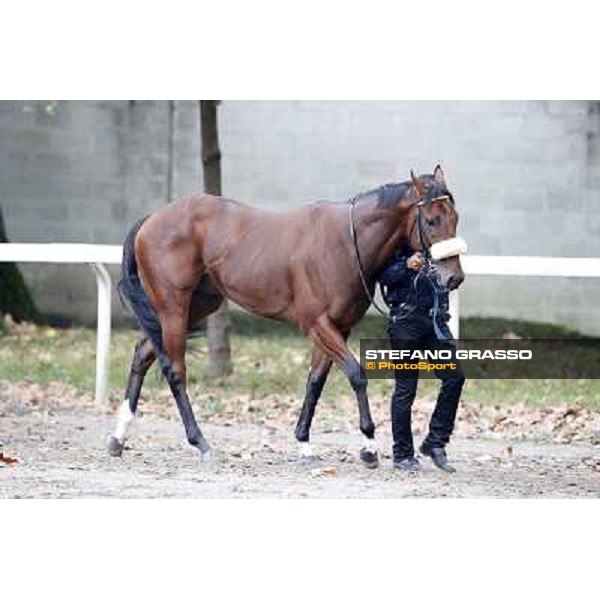 Gran Criterium - Hero Look Milan, San Siro racecourse,12 ottobre 2014 photo Stefano Grasso/Trenno srl