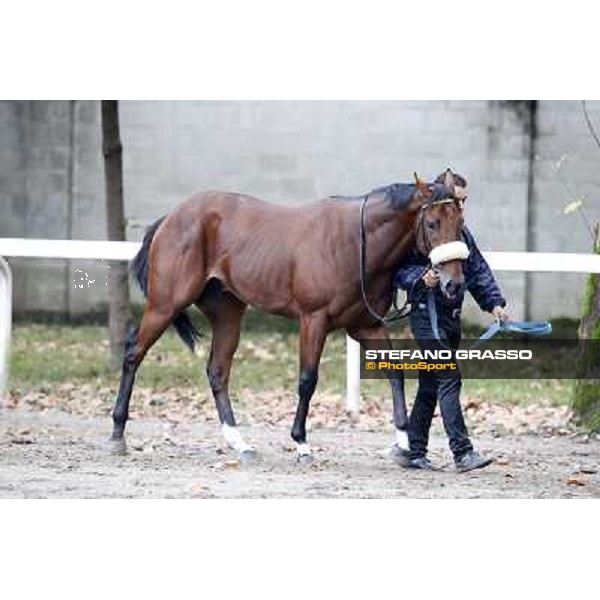 Gran Criterium - Hero Look Milan, San Siro racecourse,12 ottobre 2014 photo Stefano Grasso/Trenno srl