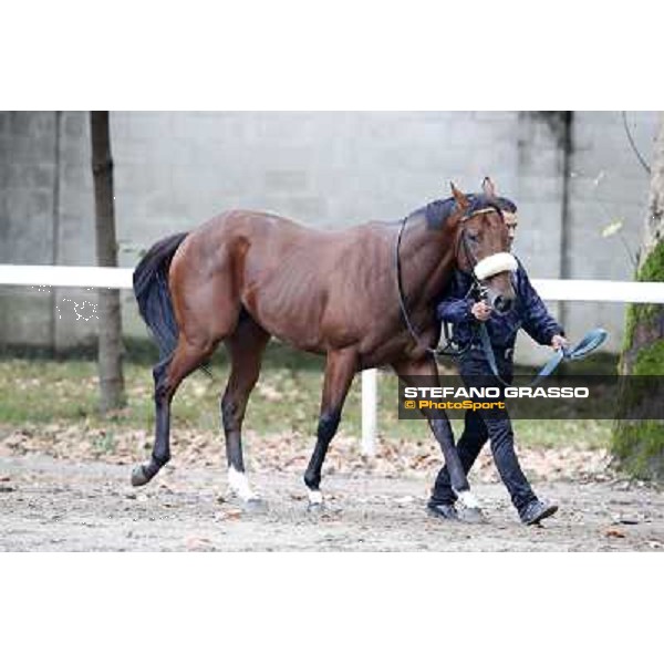 Gran Criterium - Hero Look Milan, San Siro racecourse,12 ottobre 2014 photo Stefano Grasso/Trenno srl