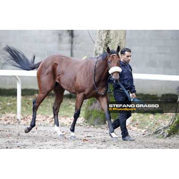 Gran Criterium - Hero Look Milan, San Siro racecourse,12 ottobre 2014 photo Stefano Grasso/Trenno srl