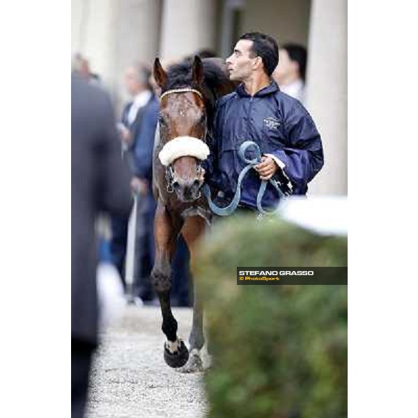Hero Look parades after winning the Gran Criterium. Milan, San Siro racecourse,12 ottobre 2014 photo Stefano Grasso/Trenno srl
