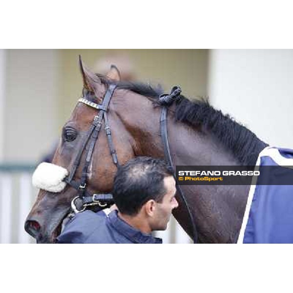 Hero Look parades after winning the Gran Criterium. Milan, San Siro racecourse,12 ottobre 2014 photo Stefano Grasso/Trenno srl