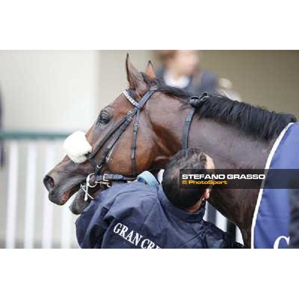 Hero Look parades after winning the Gran Criterium. Milan, San Siro racecourse,12 ottobre 2014 photo Stefano Grasso/Trenno srl