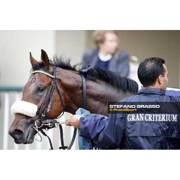 Hero Look parades after winning the Gran Criterium. Milan, San Siro racecourse,12 ottobre 2014 photo Stefano Grasso/Trenno srl