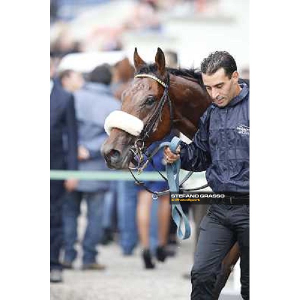 Hero Look parades after winning the Gran Criterium. Milan, San Siro racecourse,12 ottobre 2014 photo Stefano Grasso/Trenno srl