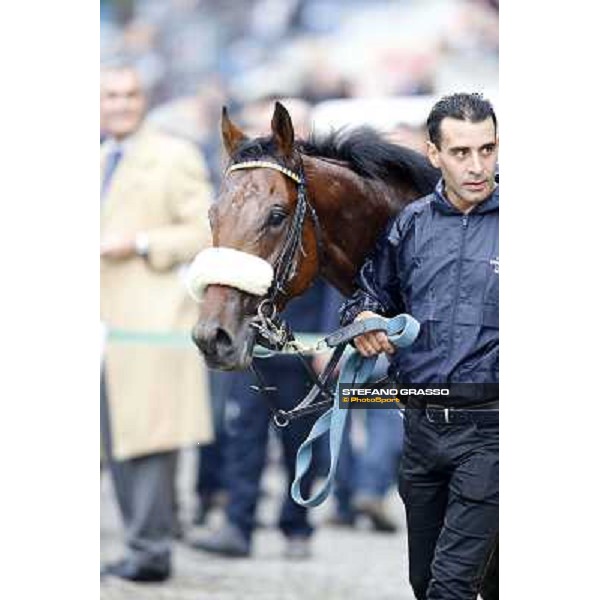 Hero Look parades after winning the Gran Criterium. Milan, San Siro racecourse,12 ottobre 2014 photo Stefano Grasso/Trenno srl