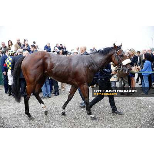 Hero Look parades after winning the Gran Criterium. Milan, San Siro racecourse,12 ottobre 2014 photo Stefano Grasso/Trenno srl