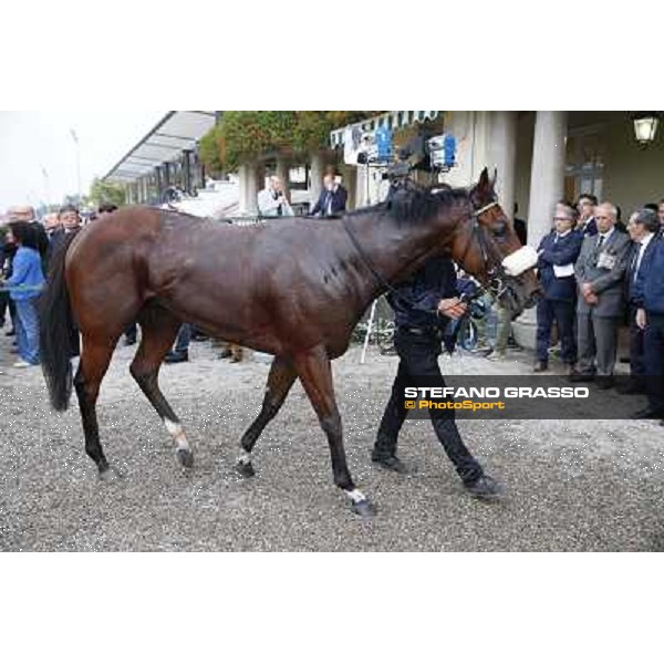 Hero Look parades after winning the Gran Criterium. Milan, San Siro racecourse,12 ottobre 2014 photo Stefano Grasso/Trenno srl
