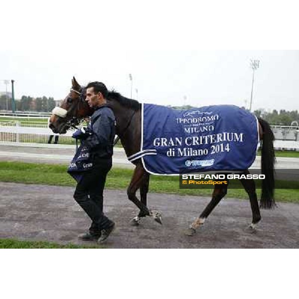Hero Look parades after winning the Gran Criterium. Milan, San Siro racecourse,12 ottobre 2014 photo Stefano Grasso/Trenno srl