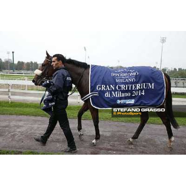 Hero Look parades after winning the Gran Criterium. Milan, San Siro racecourse,12 ottobre 2014 photo Stefano Grasso/Trenno srl