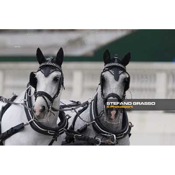 Gran Criterium - A touch of blue Milan, San Siro racecourse,12 ottobre 2014 photo Stefano Grasso/Trenno srl