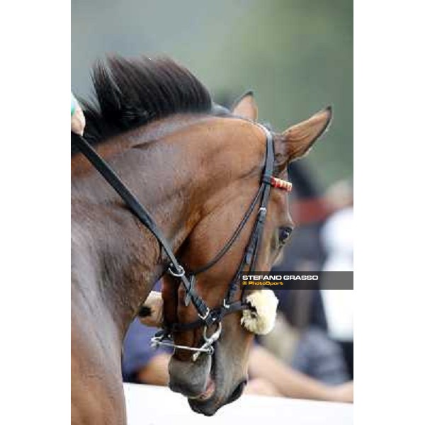 So Many Shots Milan, San Siro racecourse,12 ottobre 2014 photo Stefano Grasso/Trenno srl