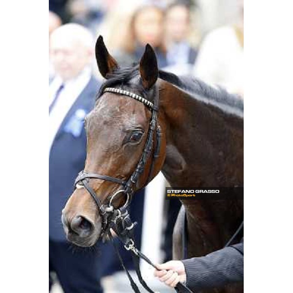 Quaduna winner of the Premio Verziere - Mem.Aldo Cirla Milan, San Siro racecourse,12 ottobre 2014 photo Stefano Grasso/Trenno srl