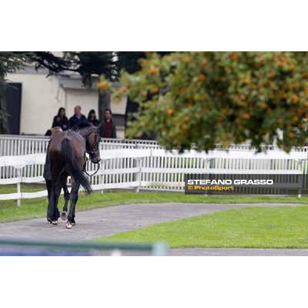 Quaduna winner of the Premio Verziere - Mem.Aldo Cirla Milan, San Siro racecourse,12 ottobre 2014 photo Stefano Grasso/Trenno srl