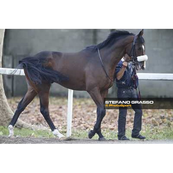 Gran Premio del Jockey Club Dylan Mouth Milano,San Siro racecourse 19 otct.2014 photo Stefano Grasso/Trenno srl