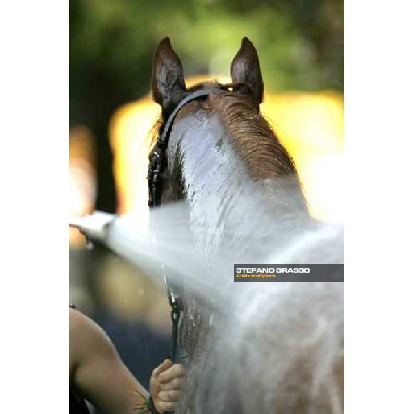 a shower for Ajigolo winner of 132. Maurice Lacroix - Trophy Baden Baden 2nd september 2005 ph. Stefano Grasso