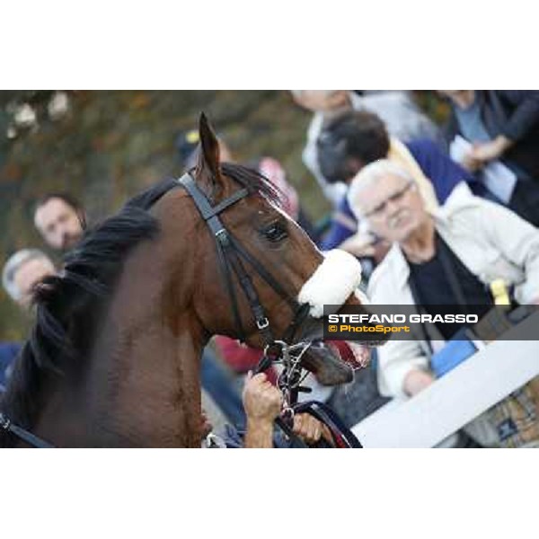 Gran Premio del Jockey Club Dylan Mouth Milano,San Siro racecourse 19 otct.2014 photo Stefano Grasso/Trenno srl