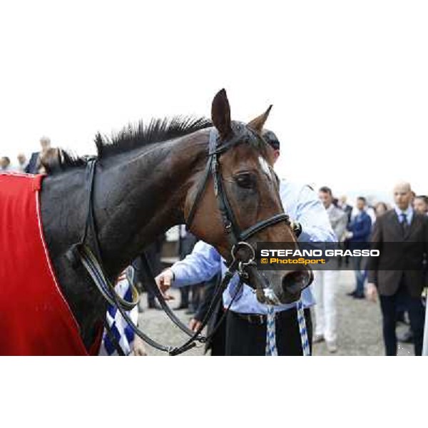 Gran Corsa Siepi di Milano Milano,San Siro racecourse 19 otct.2014 photo Stefano Grasso/Trenno srl