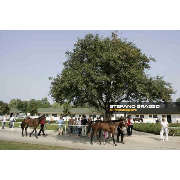 BBAG selected sales Iffezheim Baden Baden, 3rd september 2005 ph. Stefano Grasso