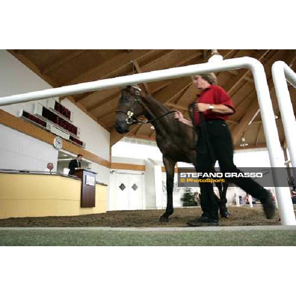 BBAG selected sales Iffezheim Baden Baden, 3rd september 2005 ph. Stefano Grasso