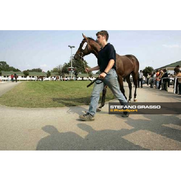BBAG selected sales Iffezheim Baden Baden, 3rd september 2005 ph. Stefano Grasso