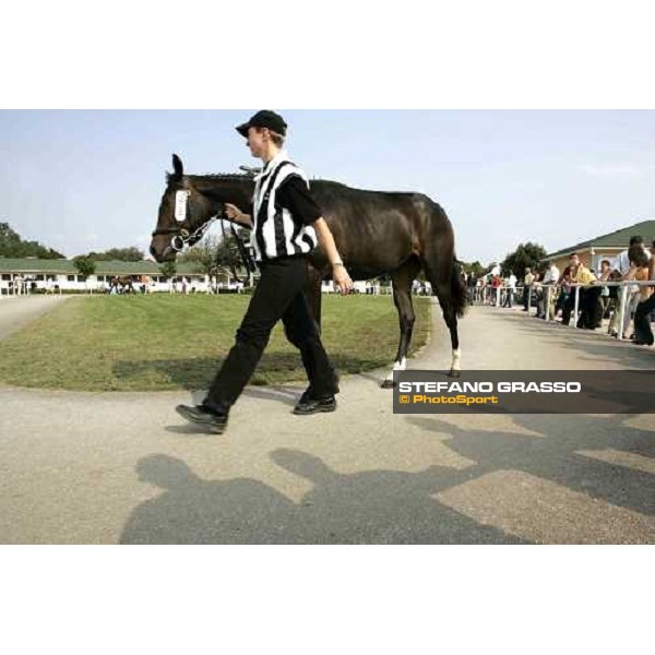 BBAG selected sales Iffezheim Baden Baden, 3rd september 2005 ph. Stefano Grasso