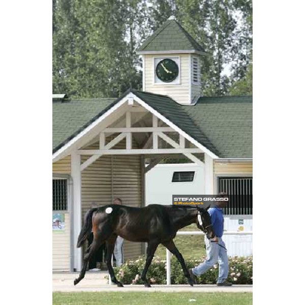 BBAG selected sales Iffezheim Baden Baden, 3rd september 2005 ph. Stefano Grasso