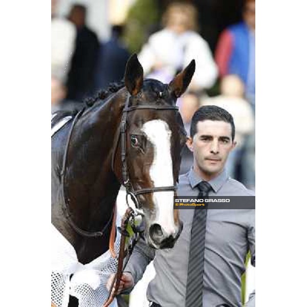 a portrait of Cape Magic Roma.Capannelle racecourse 26th october 2014 ph.Stefano Grasso