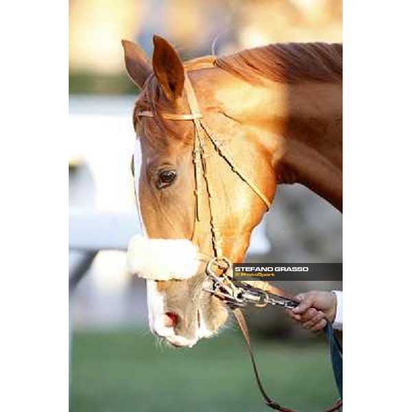 a portrait of Final Score Roma.Capannelle racecourse 26th october 2014 ph.Stefano Grasso