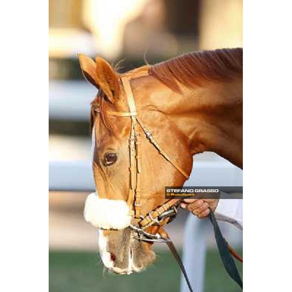a portrait of Final Score Roma.Capannelle racecourse 26th october 2014 ph.Stefano Grasso