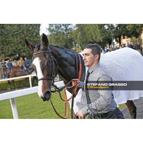 Cape Magic after winning the Premio Conte Felice Scheibler Roma.Capannelle racecourse 26th october 2014 ph.Stefano Grasso