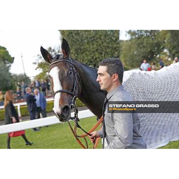 Cape Magic after winning the Premio Conte Felice Scheibler Roma.Capannelle racecourse 26th october 2014 ph.Stefano Grasso