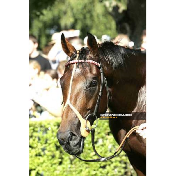 close up for Warrsasn winner of 133. Grosser Volkswagen Preis von Baden Iffezheim Baden Baden 4th september 2005 ph. Stefano Grasso