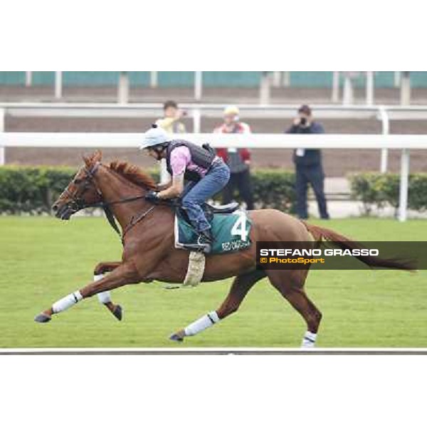 Red Cadeaux Morning track works Hong Kong - Sha Tin racecourse,10/12/2014 ph.Stefano Grasso