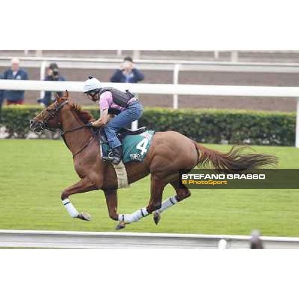 Red Cadeaux Morning track works Hong Kong - Sha Tin racecourse,10/12/2014 ph.Stefano Grasso