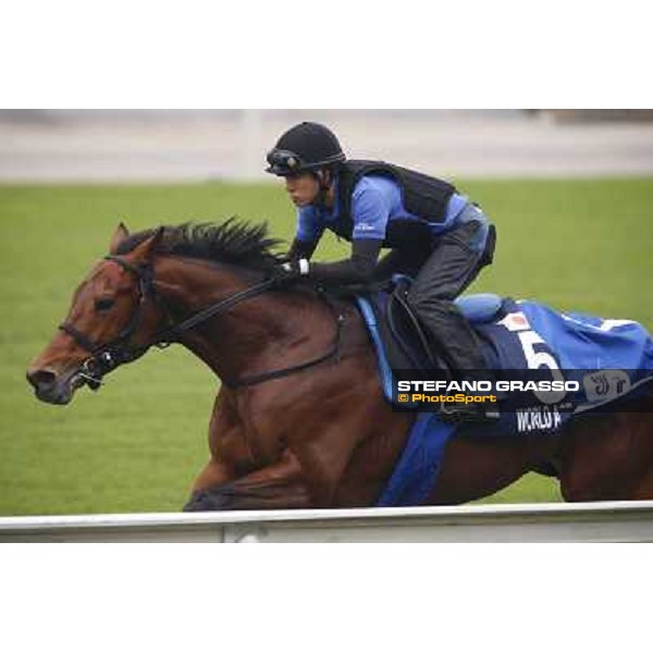 World Ace Morning track works Hong Kong - Sha Tin racecourse,10/12/2014 ph.Stefano Grasso