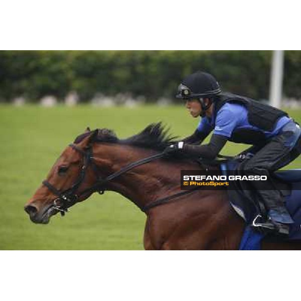 World Ace Morning track works Hong Kong - Sha Tin racecourse,10/12/2014 ph.Stefano Grasso