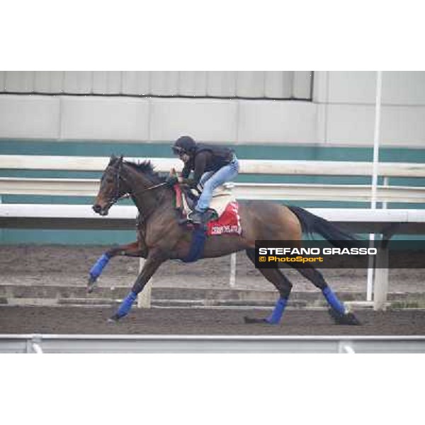 Cirrus des Aigles Morning track works Hong Kong - Sha Tin racecourse,10/12/2014 ph.Stefano Grasso