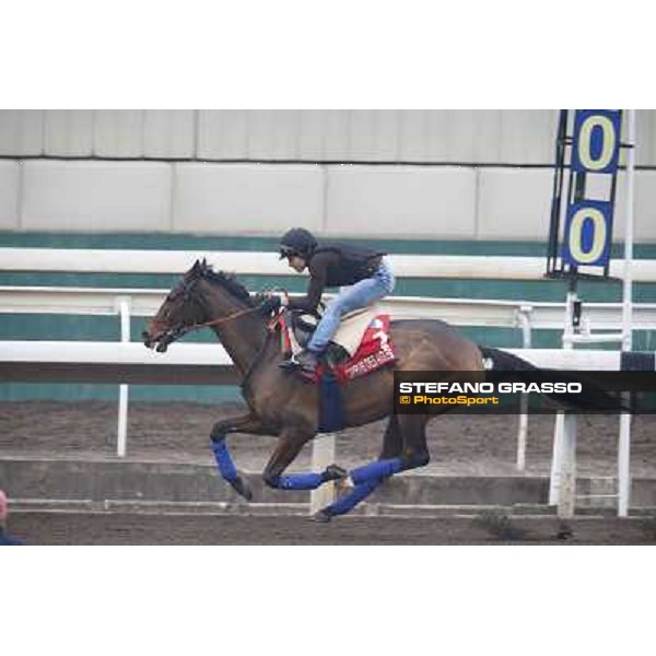 Cirrus des Aigles Morning track works Hong Kong - Sha Tin racecourse,10/12/2014 ph.Stefano Grasso