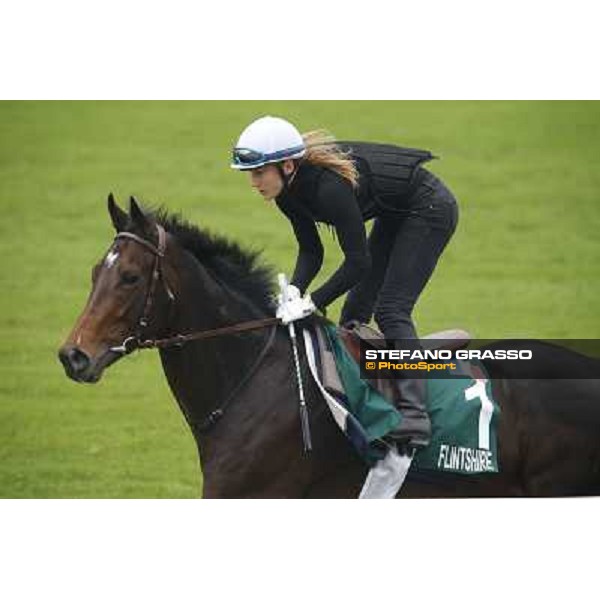 Flintshire Morning track works Hong Kong - Sha Tin racecourse,10/12/2014 ph.Stefano Grasso