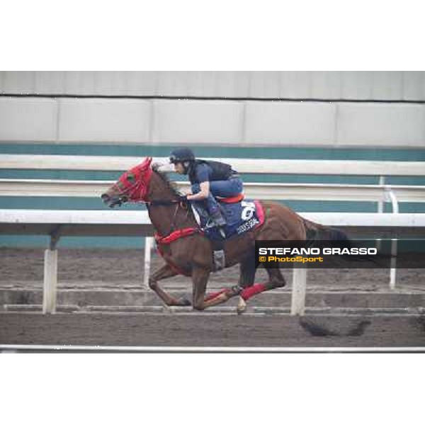 Hana\'s Goal Morning track works Hong Kong - Sha Tin racecourse,10/12/2014 ph.Stefano Grasso