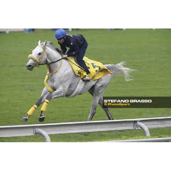 Hana\'s Goal Morning track works Hong Kong - Sha Tin racecourse,10/12/2014 ph.Stefano Grasso