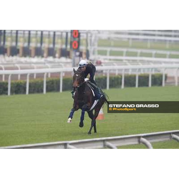 Flintshire Morning track works Hong Kong - Sha Tin racecourse,10/12/2014 ph.Stefano Grasso