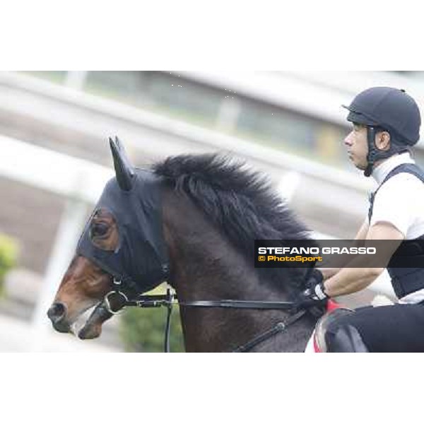 Archimedes Morning track works Hong Kong - Sha Tin racecourse,10/12/2014 ph.Stefano Grasso