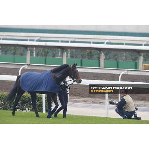 Flintshire Morning track works Hong Kong - Sha Tin racecourse,10/12/2014 ph.Stefano Grasso