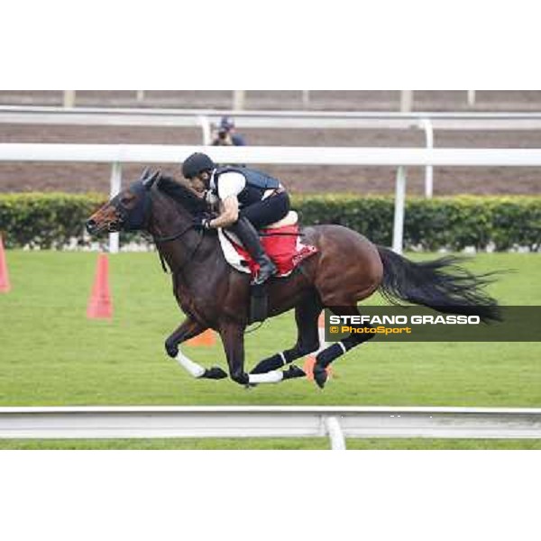 Archimedes Morning track works Hong Kong - Sha Tin racecourse,10/12/2014 ph.Stefano Grasso