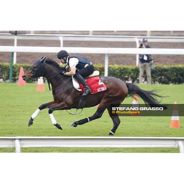 Archimedes Morning track works Hong Kong - Sha Tin racecourse,10/12/2014 ph.Stefano Grasso